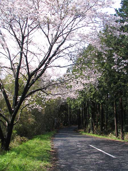 桜のある道