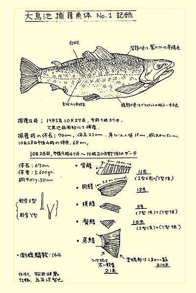 タキタロウ魚体の詳細図