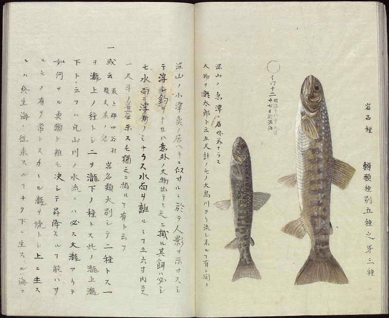 両羽博物図譜　岩魚種の頁