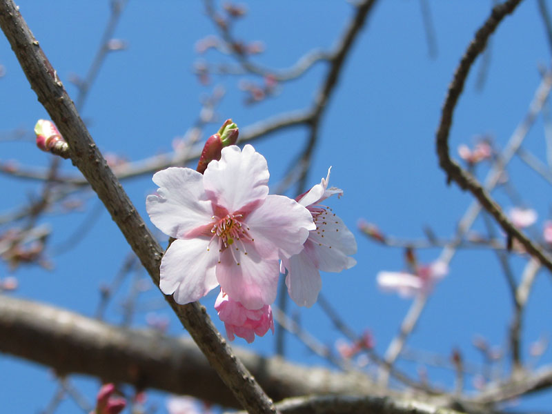 桜も咲き始めて
