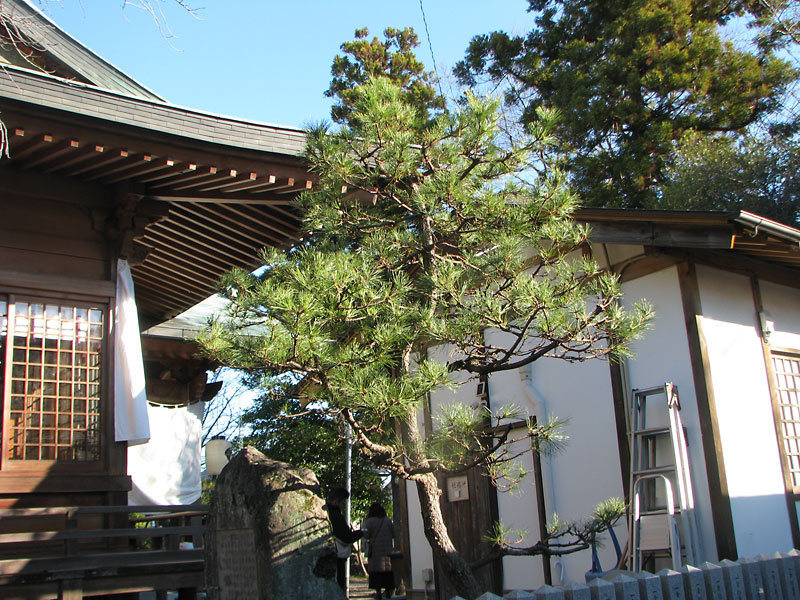 下馬の松 吉弘神社