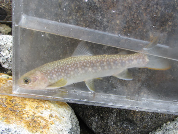 豊後国之内熊本領産物帳にみる大分の淡水魚名